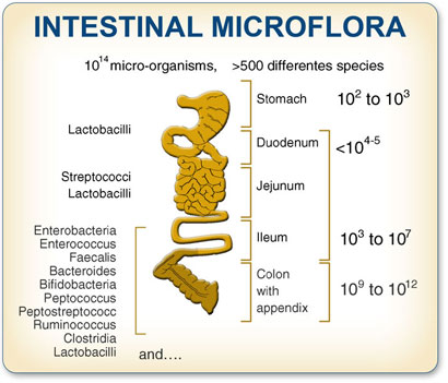 Intestinal Micrflora