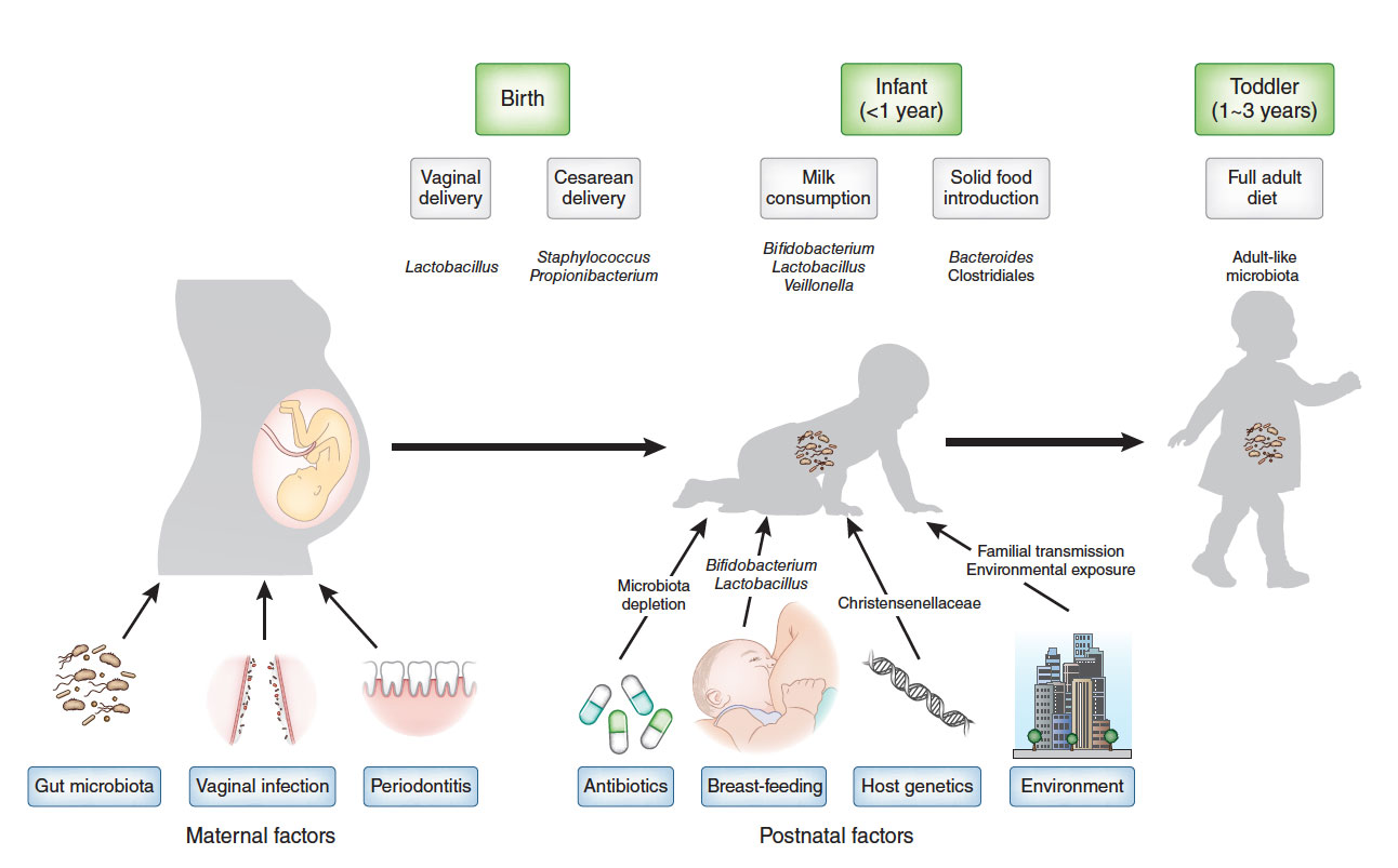 The microbiome in early life